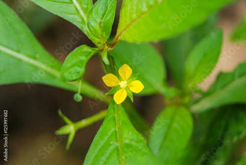 Little Flower Yellow Closeup