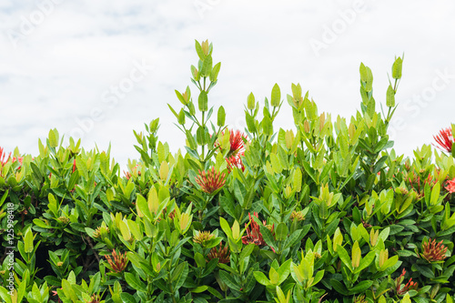 Tropical leaves and flowers frame with clouldy sky background, c photo