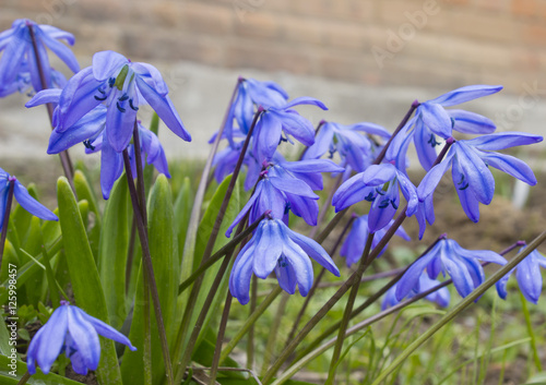 scilla siberica,first spring flowers photo