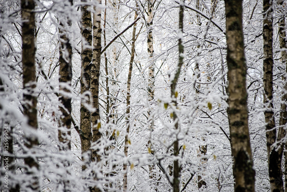 Fototapeta premium birch trees on a cold day in the snowy winter forest