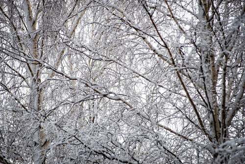 birch trees on a cold day in the snowy winter forest
