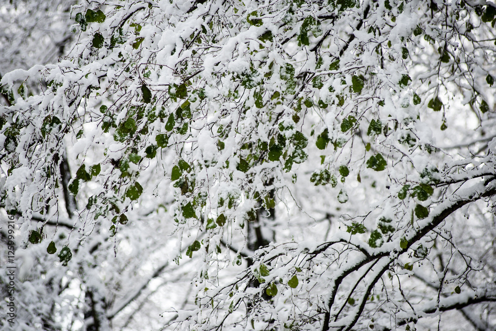 leaves in snow on a cold day in the winter forest leaves in snow on a cold day in the winter forest