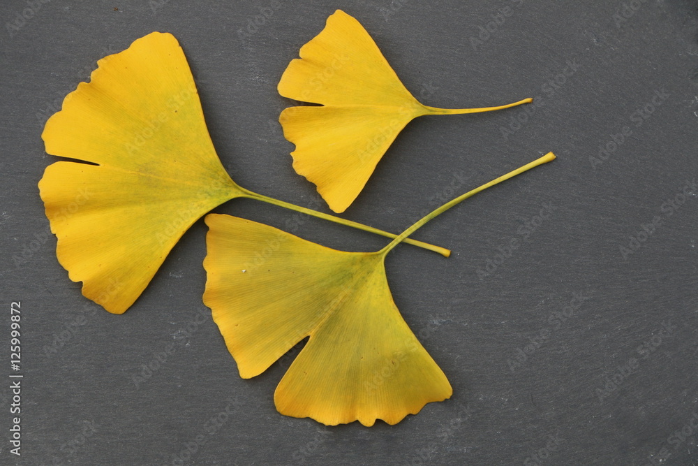 Three Ginkgo-Leaves on slate, drei Ginkgoblätter auf Schiefer Stock-Foto | Adobe Stock