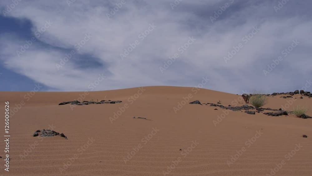 Hunting dog run across the frame - Sahara desert - Épagneul breton - Brittany Hunting dog run across the frame - Sahara desert - Épagneul breton - Brittany