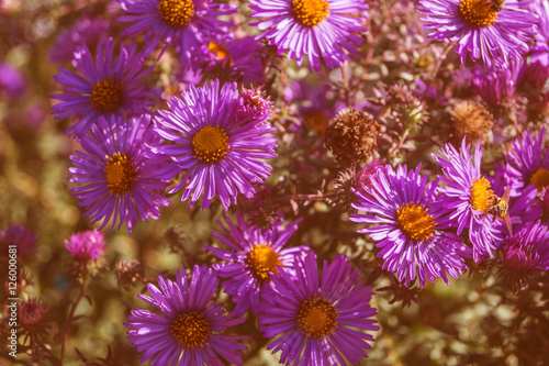 flowers close up