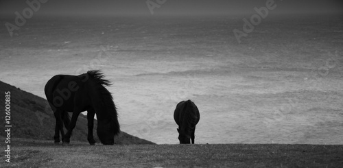 Ponies at Rame Head photo