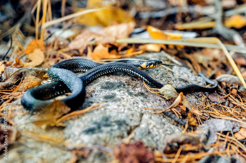 Little snake Natrix basking on a rock in autumn