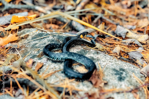 Little snake Natrix basking on a rock in autumn
