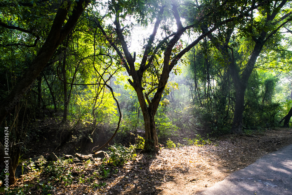 Fototapeta premium The tree tries