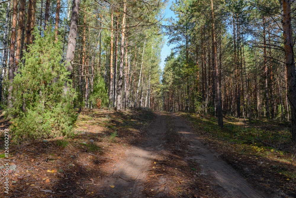 dirt road in coniferous forest on a sunny day