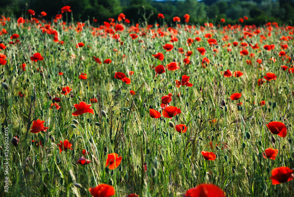 Shiny poppies in a field