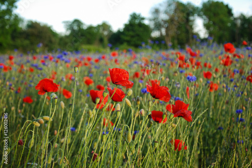 Poppies in a field