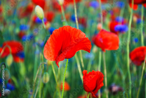 Poppy flower focused in a field