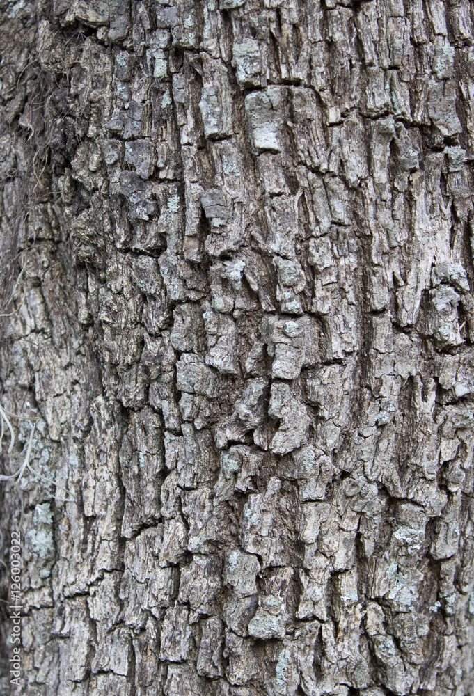 Rough bark Texture Rough bark Texture