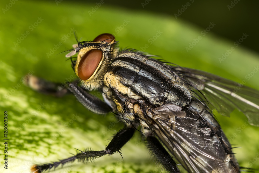 Fly red eyes on leaf extreme closeup photo - Fly red eyes macro photo Fly red eyes on leaf extreme closeup photo - Fly red eyes macro photo