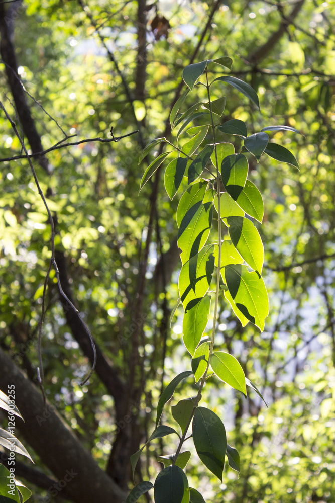 Fototapeta premium Translucent leaves