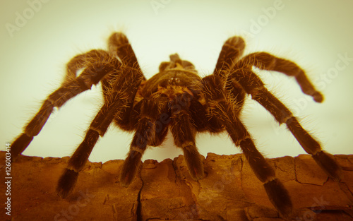 Closeup of mexican spider -tarantula  brachypelma albopilosum 