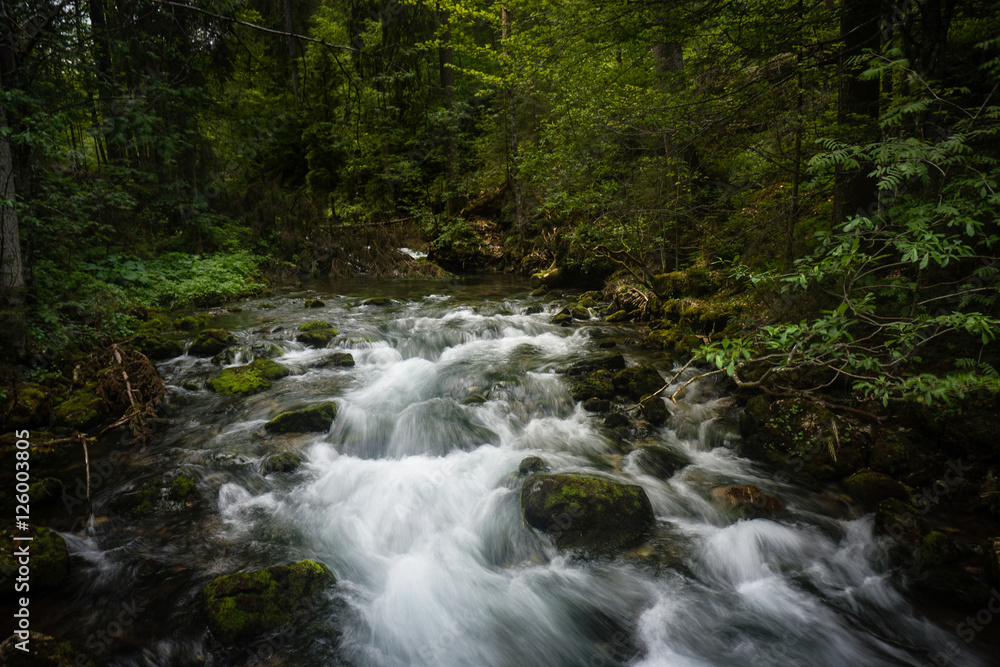 Fluss im Wald