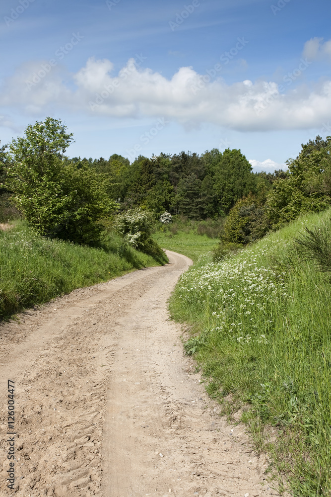 Dirt Road in the Forest