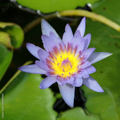 Water Lily Flower in the Lake. Flower in the morning light.