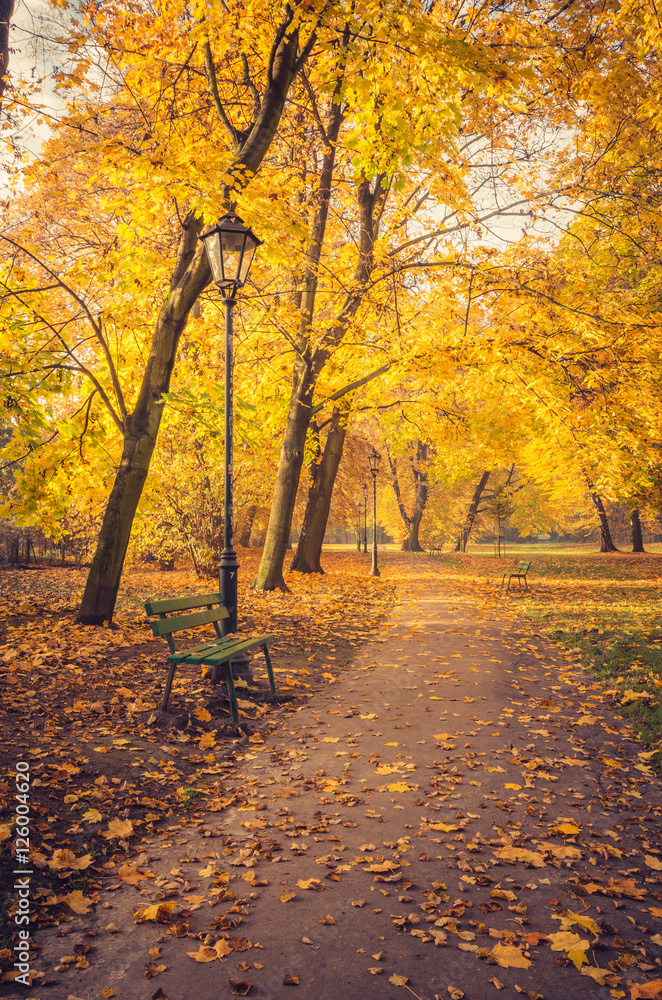 Colorful park alley with green bench in the autumn park in Krakow, Poland