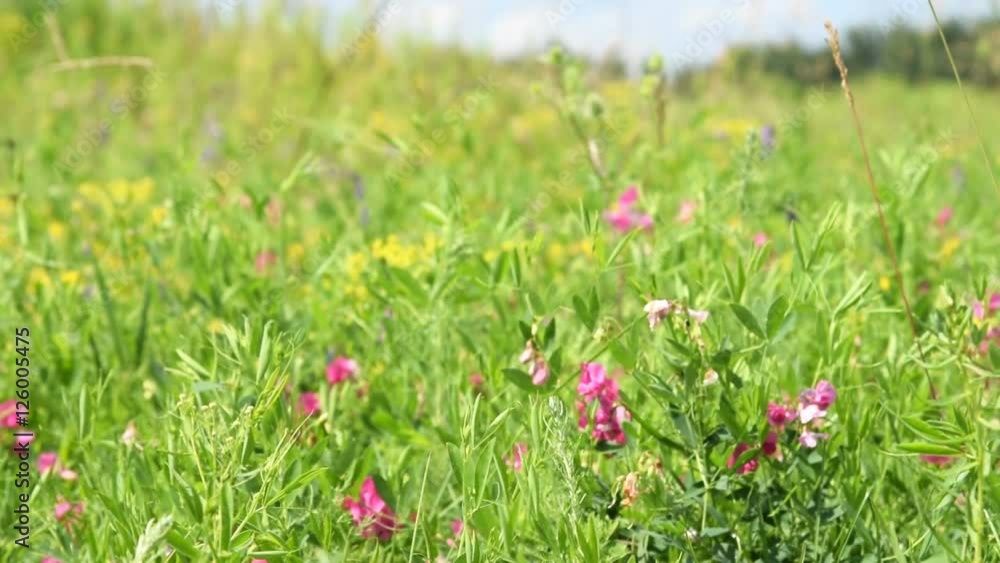 Scene with green meadow and field flowers. Nature landscape Scene with green meadow and field flowers. Nature landscape