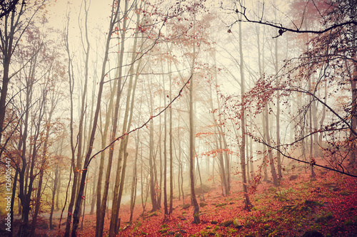 Autunno nella foresta con nebbia