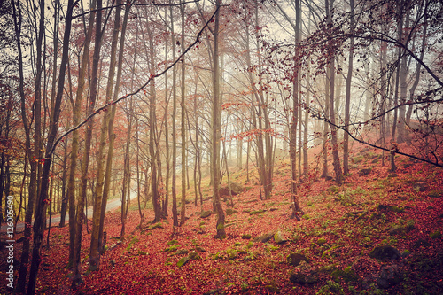 Autunno nella foresta con nebbia © CreativePhotography
