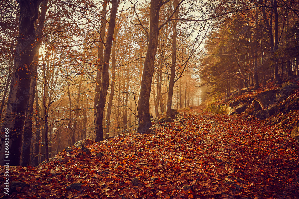 Obraz premium Autunno nella foresta con nebbia