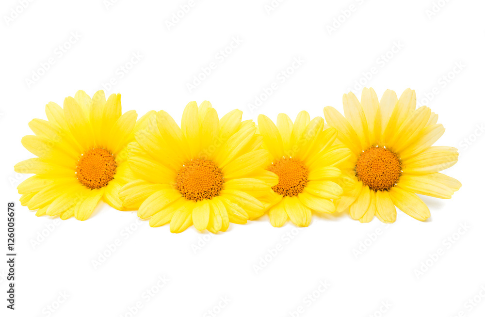 yellow daisies yellow daisies