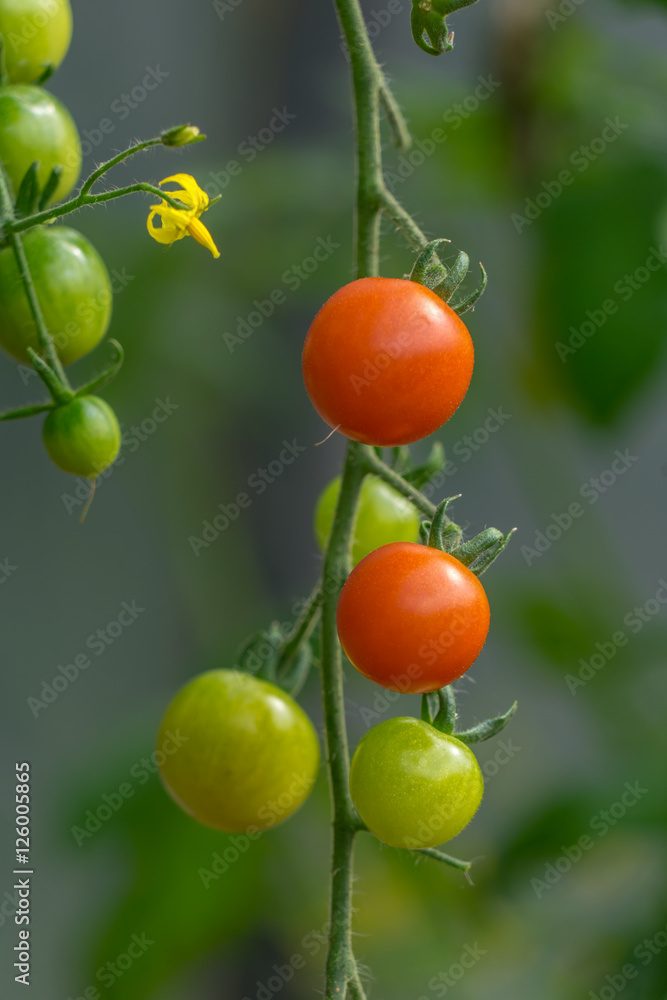 Green and red tomatoes growing on a vine.