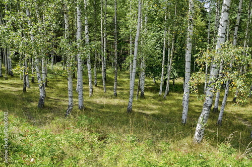 Fototapeta Naklejka Na Ścianę i Meble -  Birch forest of  advance summer in the mountain Vitosha, Bulgaria