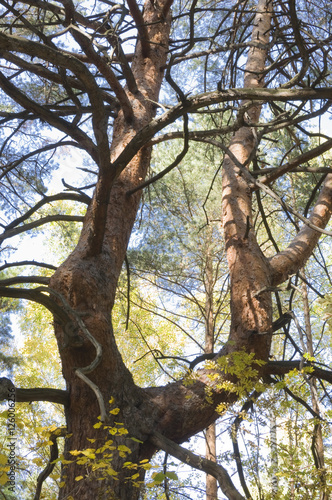 Old pine tree