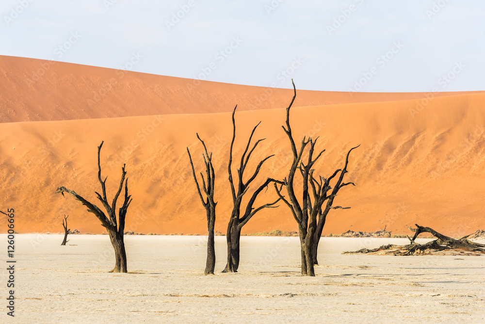 Close dead dry trees of DeadVlei valley at Namib desert Close dead dry trees of DeadVlei valley at Namib desert