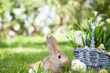Cute rabbit and little chicks