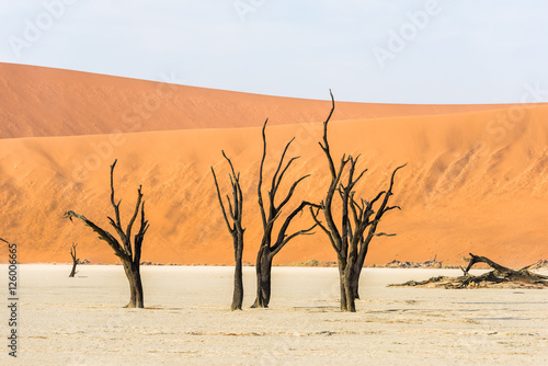 Close dead dry trees of DeadVlei valley at Namib desert © serg269