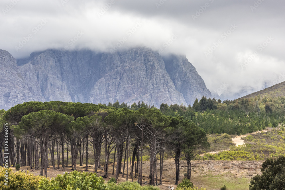 Mountain with trees