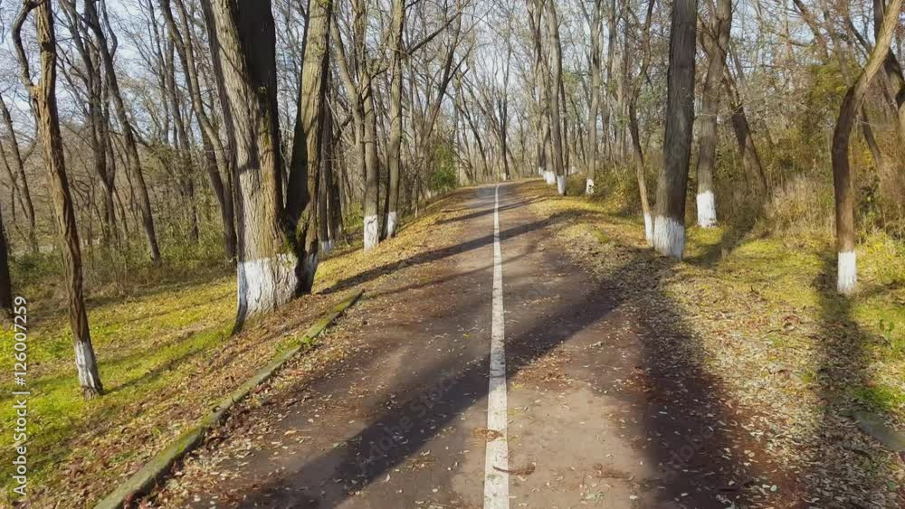 Footpath in autumn forest on clear sunny day. Footpath in autumn forest on clear sunny day.