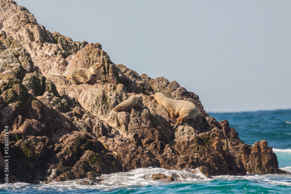 California Sea Lions and Birds