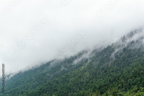 Mountain trees fog