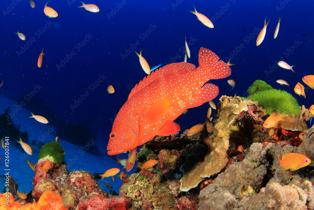 Obraz premium Coral reef fish in sea ocean underwater