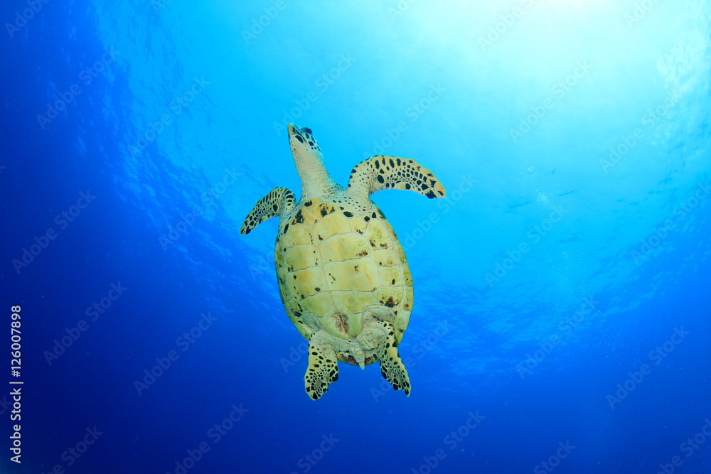 Hawksbill Sea Turtle Hawksbill Sea Turtle