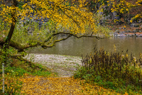 Fototapeta Naklejka Na Ścianę i Meble -  Mountain river flows among the stones through autumn forest with yellow foliage on the shore