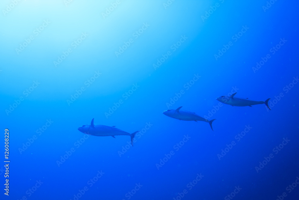Tuna fish underwater Tuna fish underwater