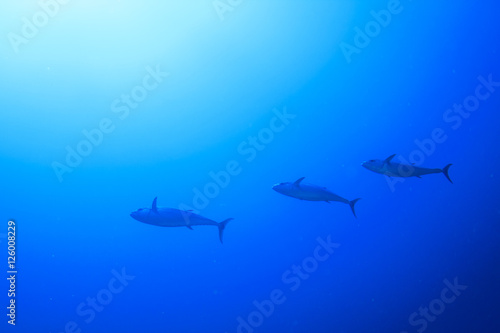 Tuna fish underwater © Richard Carey
