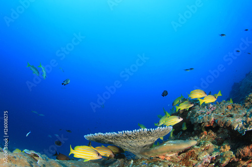 Fish school underwater on coral reef © Richard Carey
