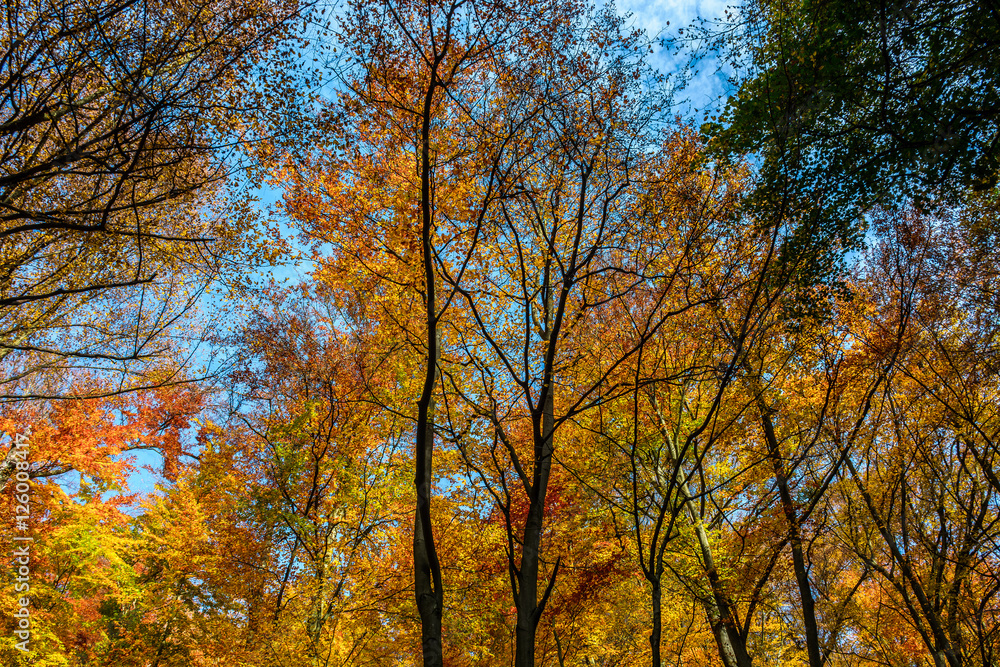 tall trees with yellow and orange foliage in autumn forest on sunny day with blue sky tall trees with yellow and orange foliage in autumn forest on sunny day with blue sky