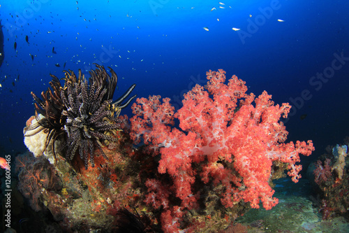 Fototapeta Naklejka Na Ścianę i Meble -  Coral reef fish in sea ocean underwater