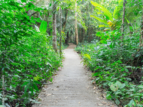 Walkway Lane Path With Green Trees in Forest. Beautiful Alley, road in park in thailand
