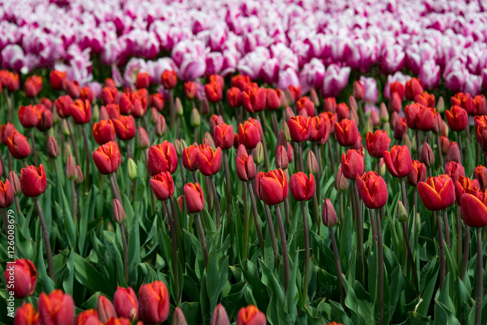 Tulips growing near Amsterdam